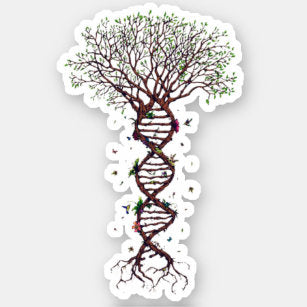 Oud Evolution - Part 3: The Gyrinops Schism