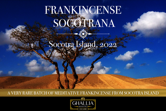 Frankincense Socotrana
