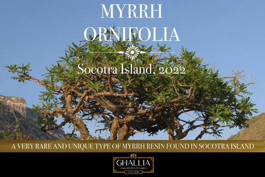 Myrrh Ornifolia